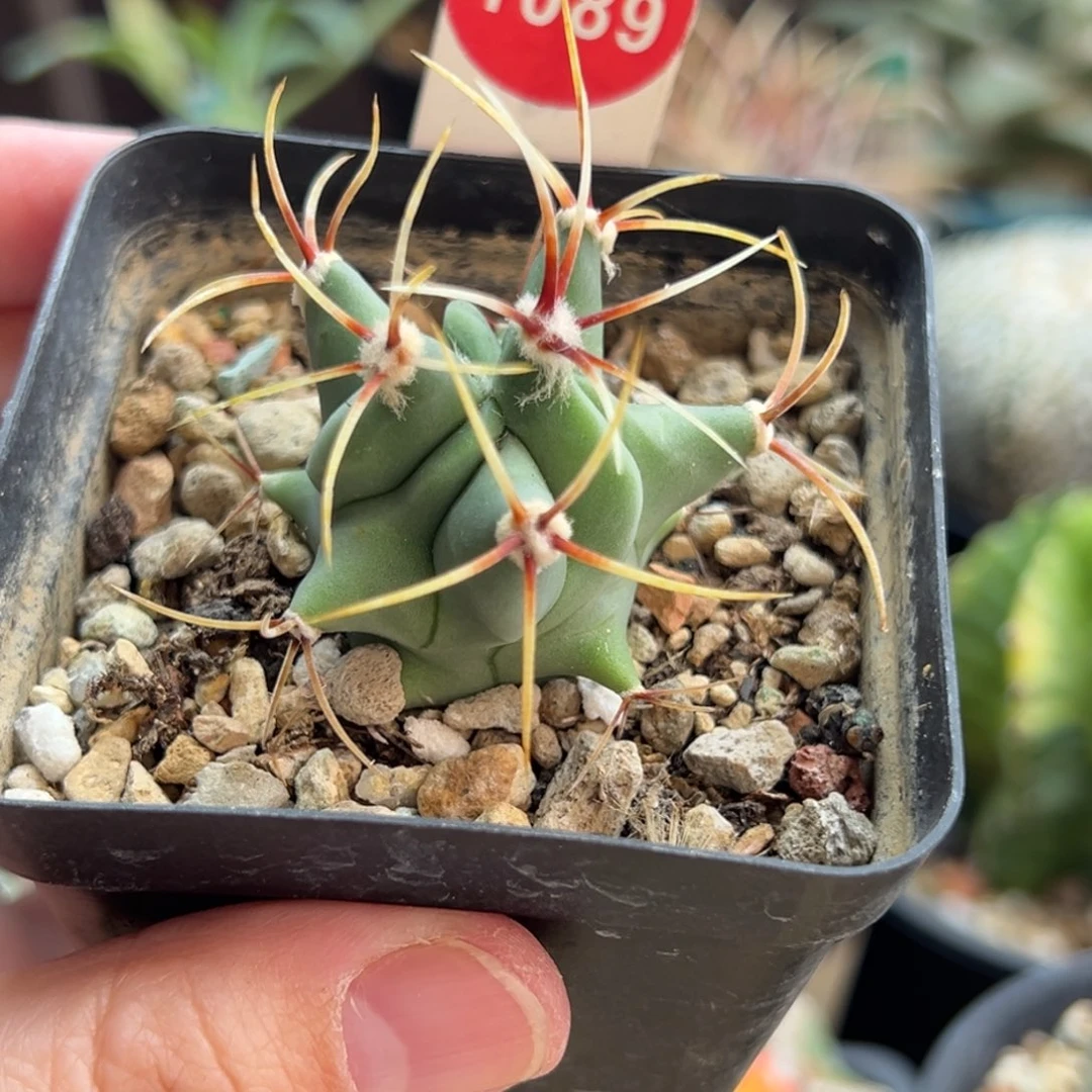 实生花刺春楼一棵仙人球