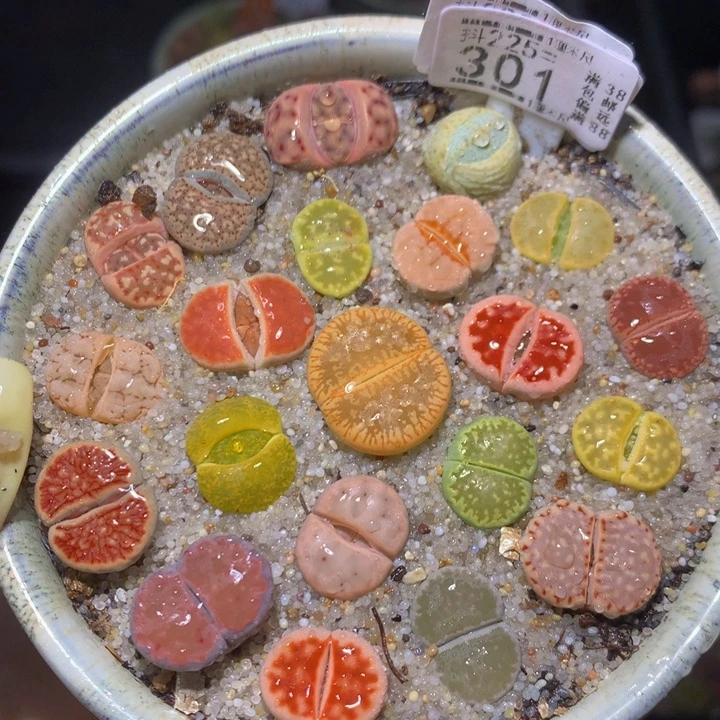 精品生石花225.301