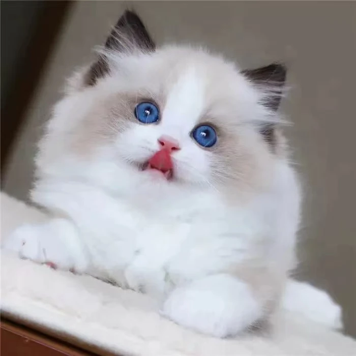 【全品种猫咪】宠物活体布偶猫金渐层银渐层矮脚猫缅因猫纯种猫猫