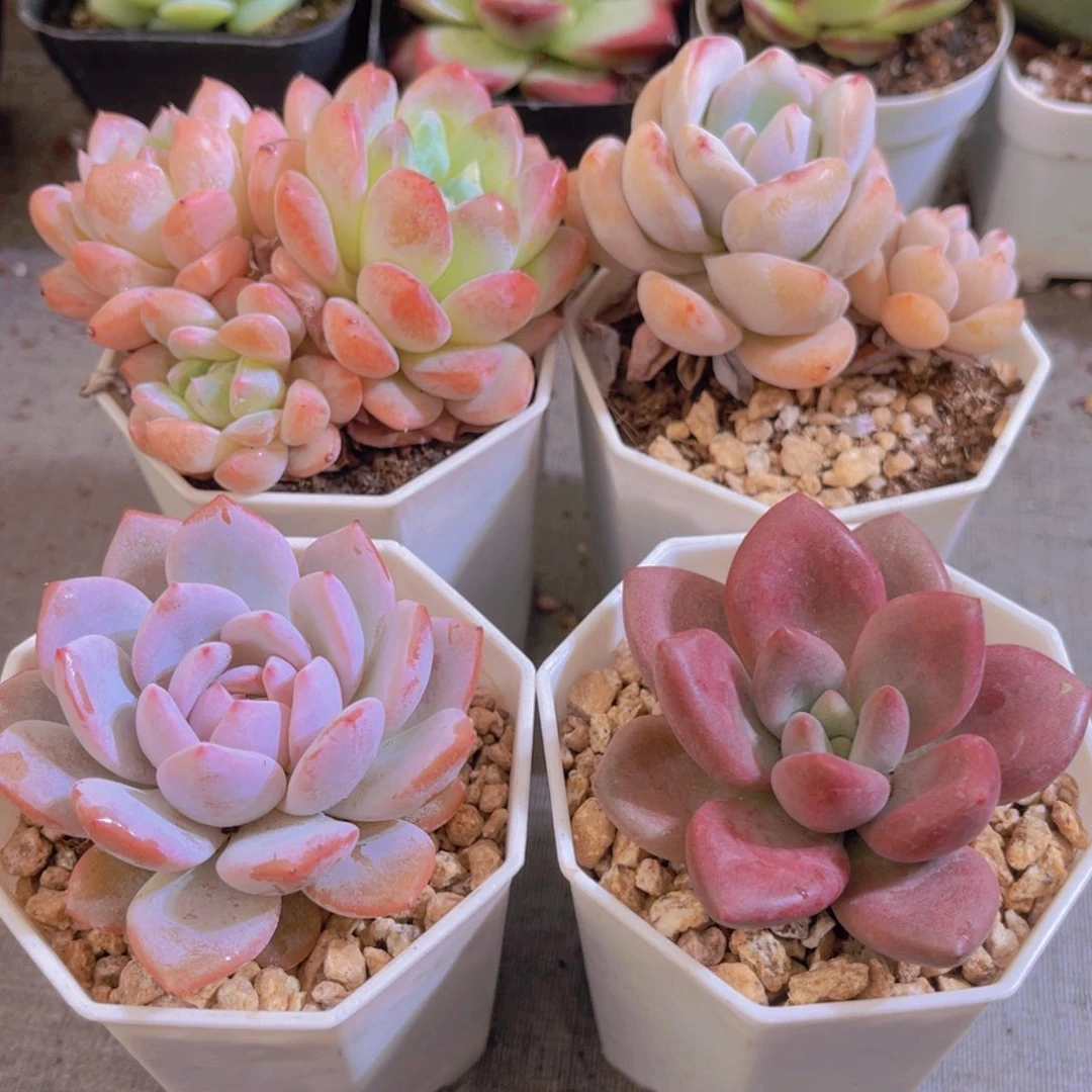 幻梦，星星橙，星星雪，桃花源