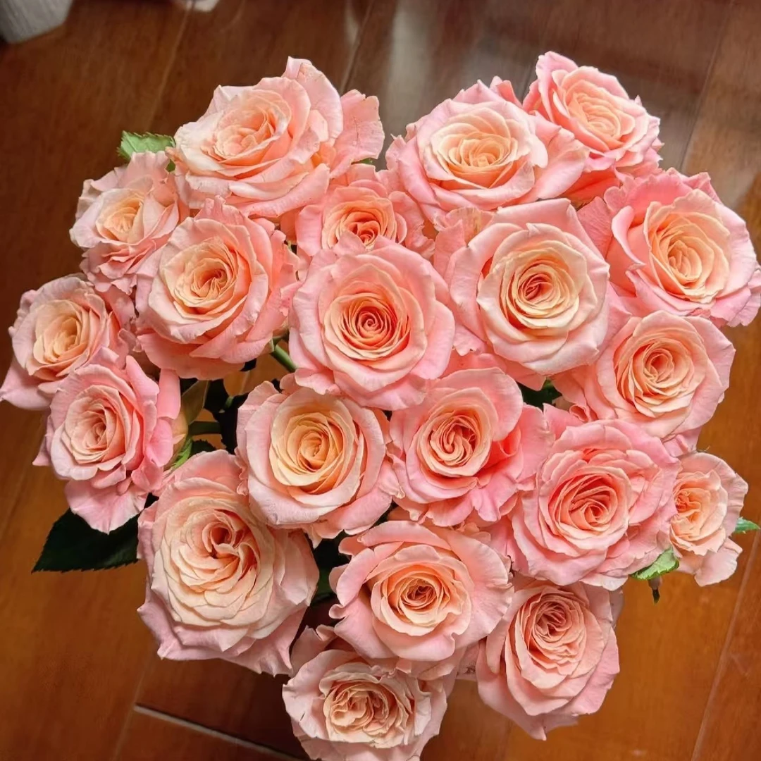 朱小姐 玫瑰（居家办公优选）《东北基地发货》