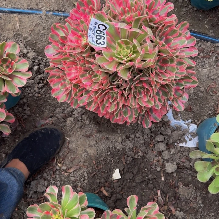 初恋法师30-1包邮花花