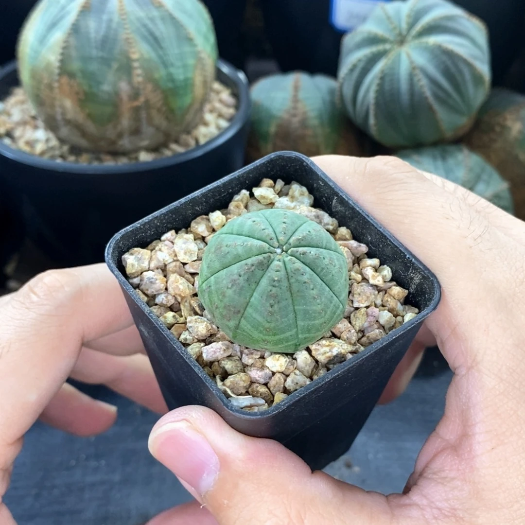 欧系实生布纹球多肉植物