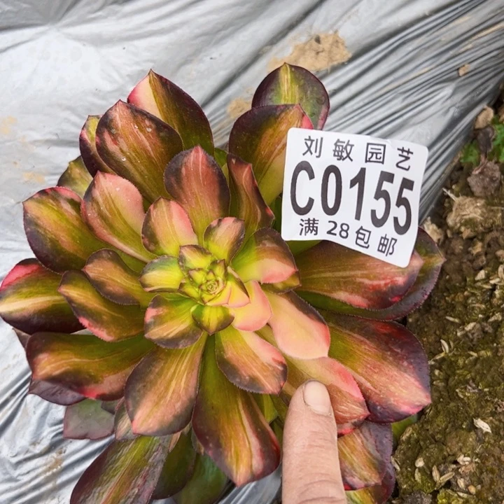 淡****）0155多肉植物法师法师