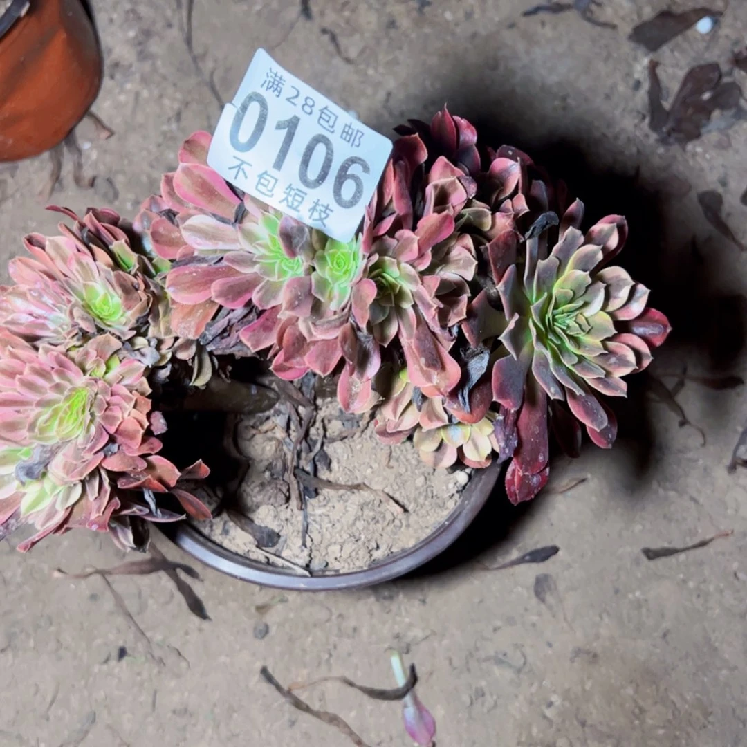 美杜莎缀多肉植物0106