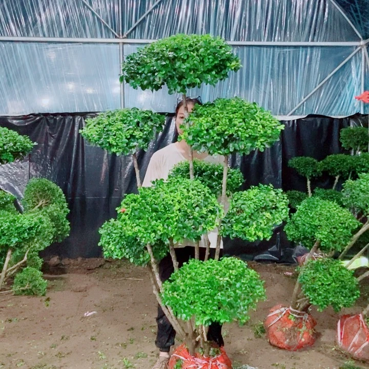 不开花植物一物一拍一物一拍