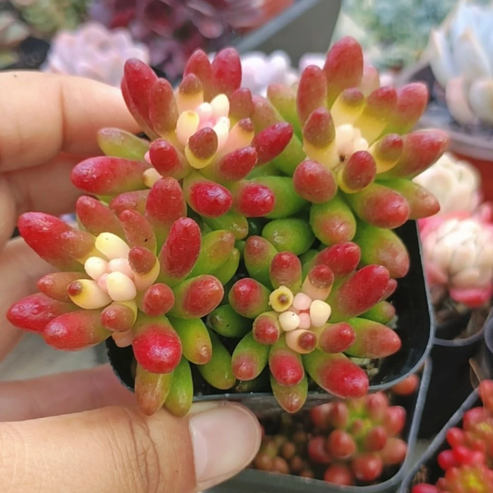 【满9.9包邮】虹之玉锦6.5cm盆多肉植物以直播间介绍为主