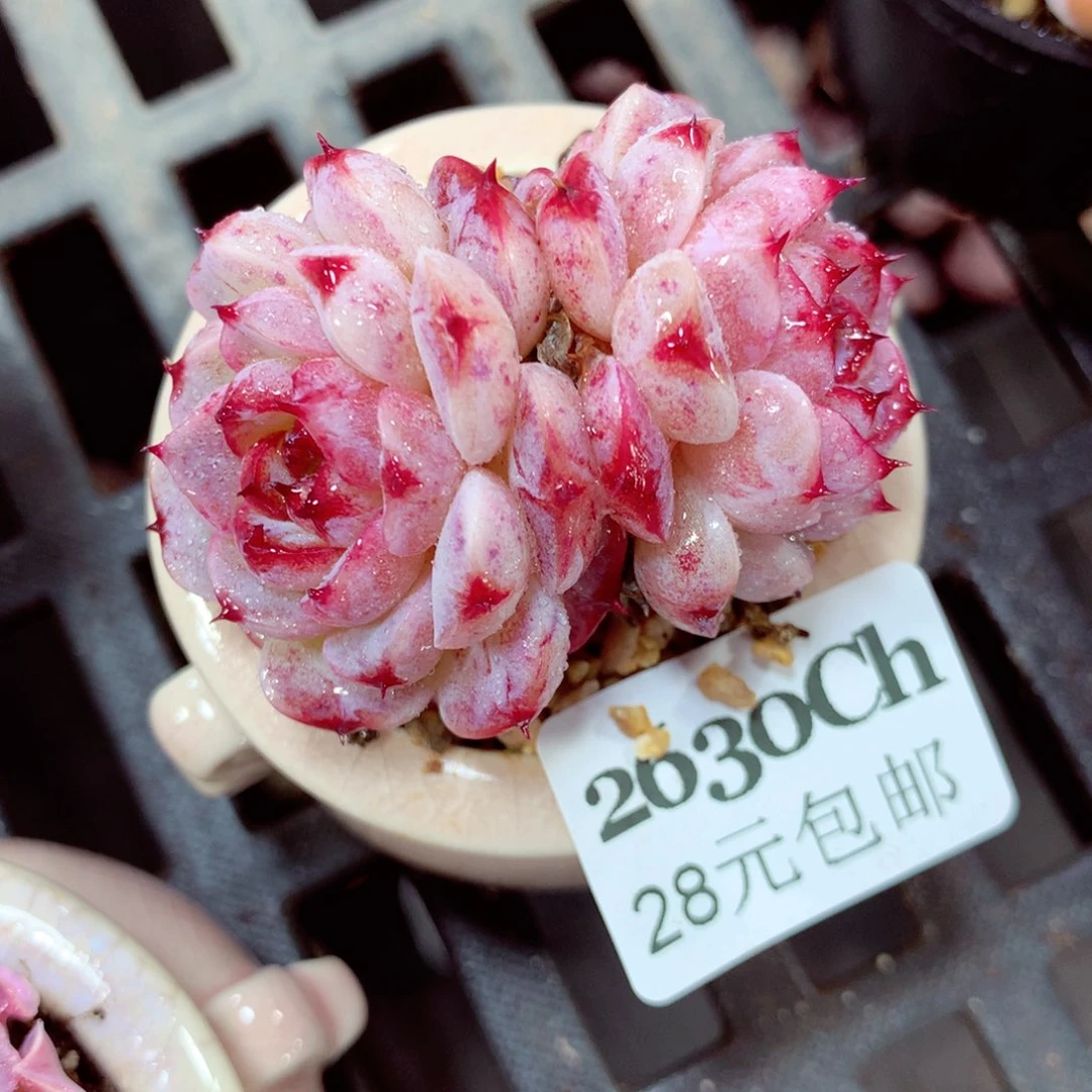 5厘米盆精控多肉2630