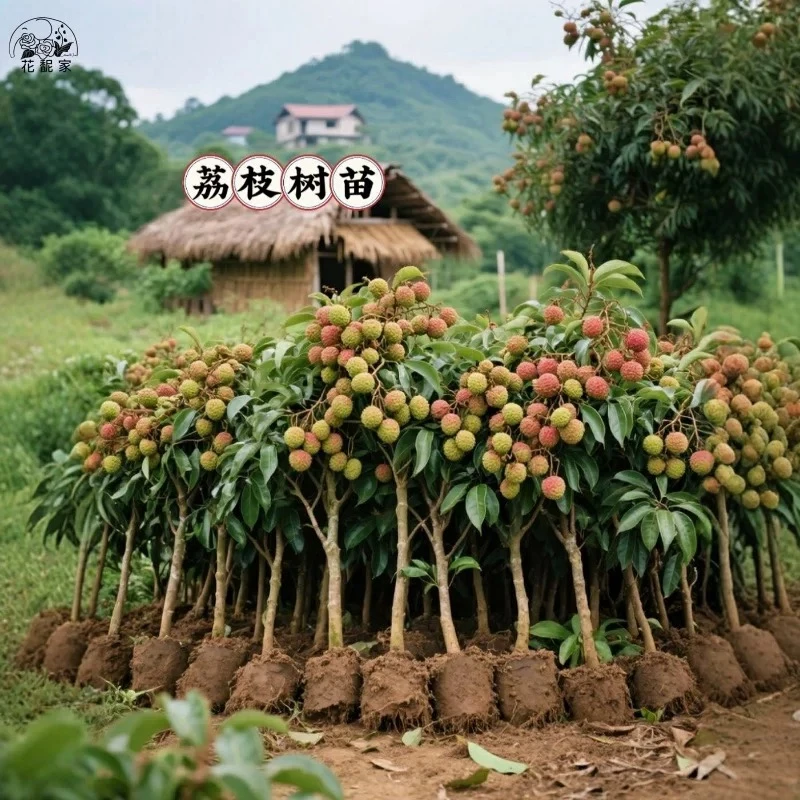 无核荔枝嫁接桂味荔枝树苗盆栽妃子笑白糖罂荔枝王水果苗当年结果