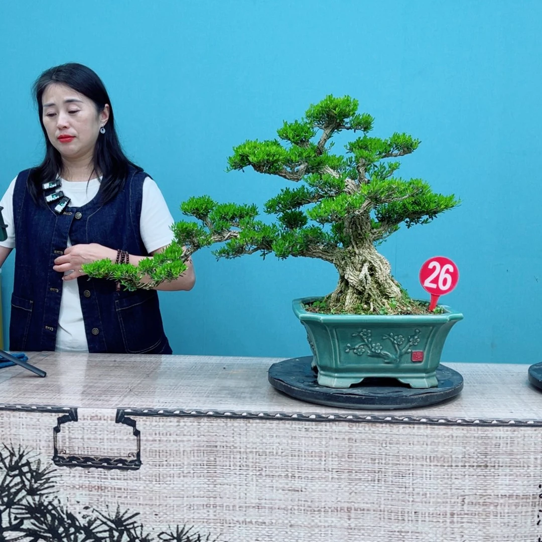 以实际为准精品雀舌黄杨盆景