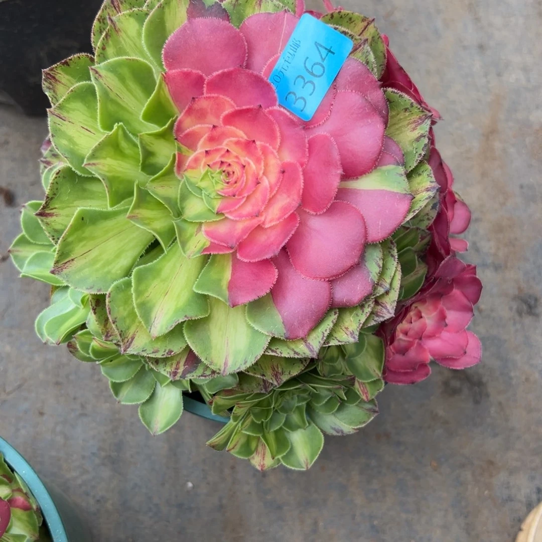 姐*3364知否多肉多肉多肉多肉