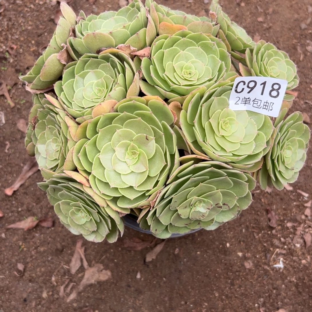 918多肉  沙拉碗 不包断头