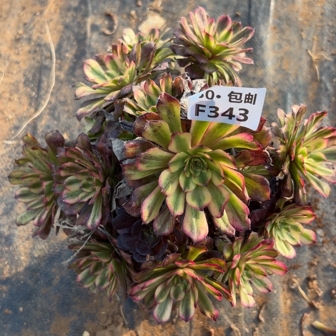 艾*丽343维纳斯法师多肉