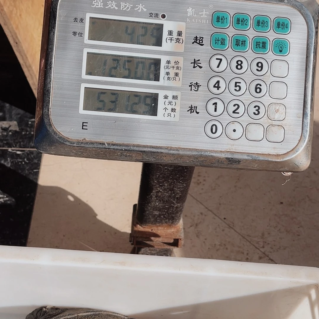 中国大陆野生jia yu