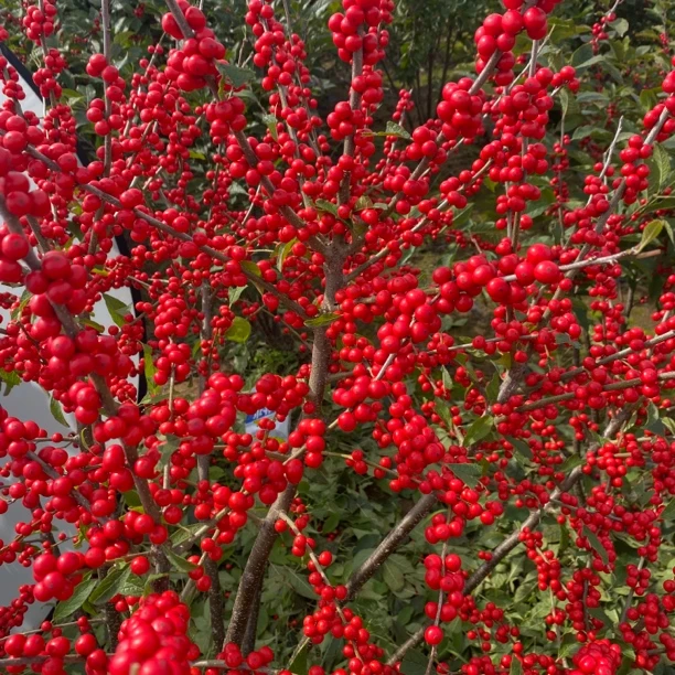 北美冬青年宵花卉耐热耐寒阳台庭院花园地栽盆栽好养活