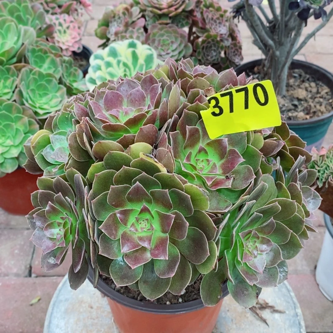 红魔多肉植物3770
