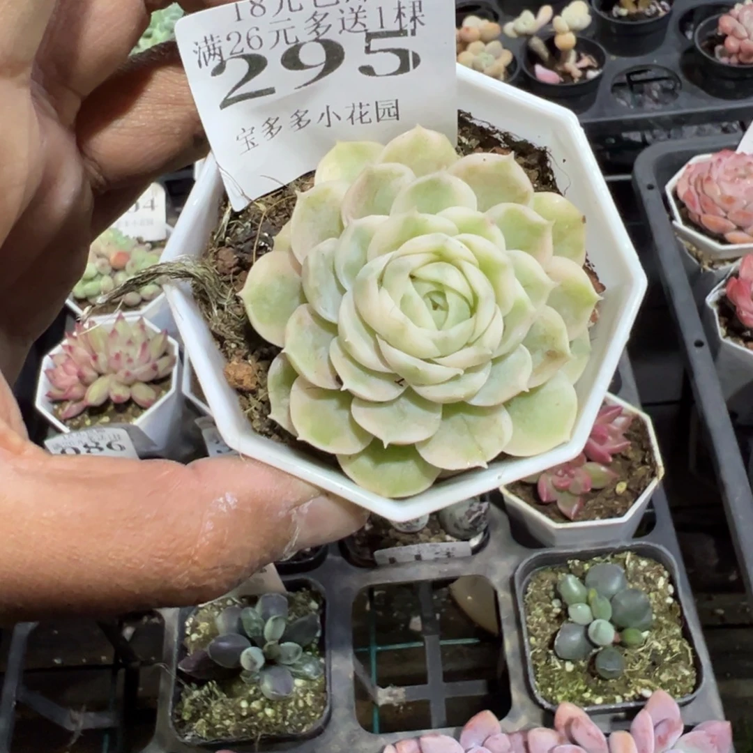 295号昂斯诺腹轮锦一物一拍满18包邮