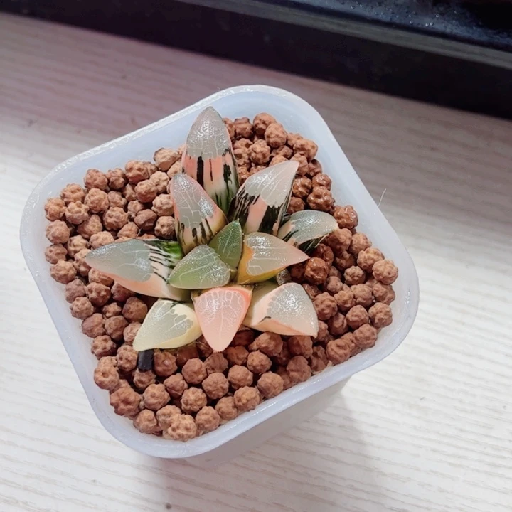 依***然十二卷 实生克锦