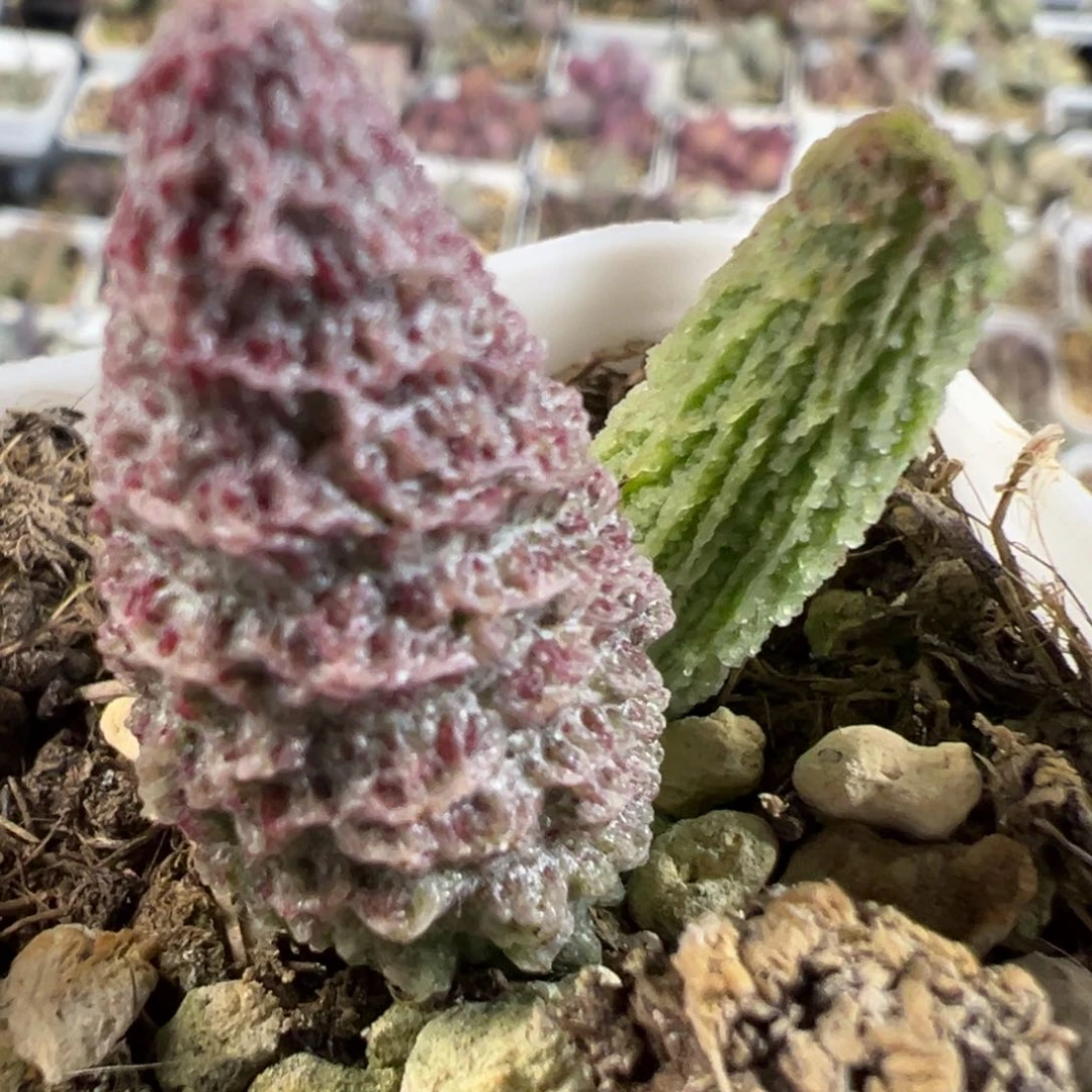 实生新品多肉植物水泡多肉植物水泡