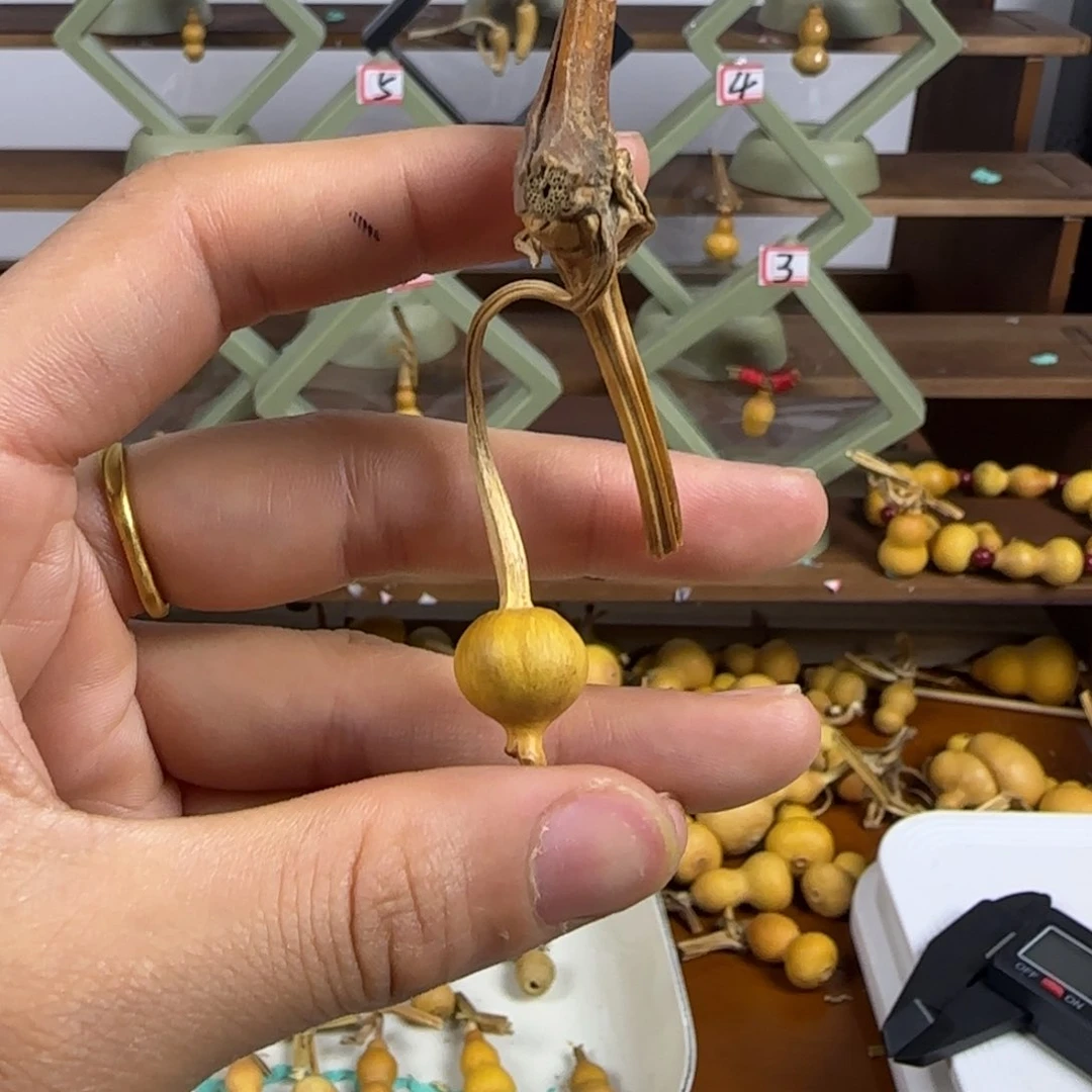 天然草里金小葫芦