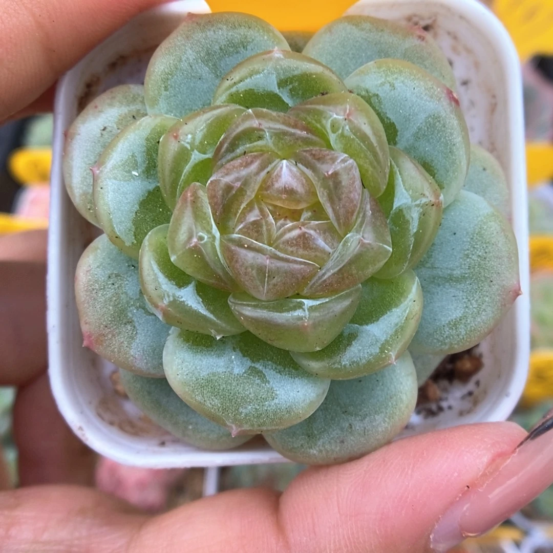 玻璃透心珍妮可拍524号