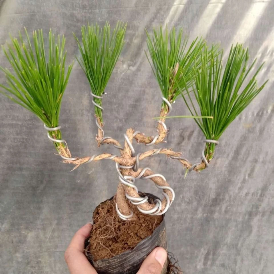 造型黑松盆景短针绿植耐寒适用于阳台室内