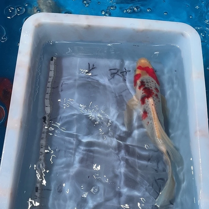 蝴蝶鲤鱼渔场直发77