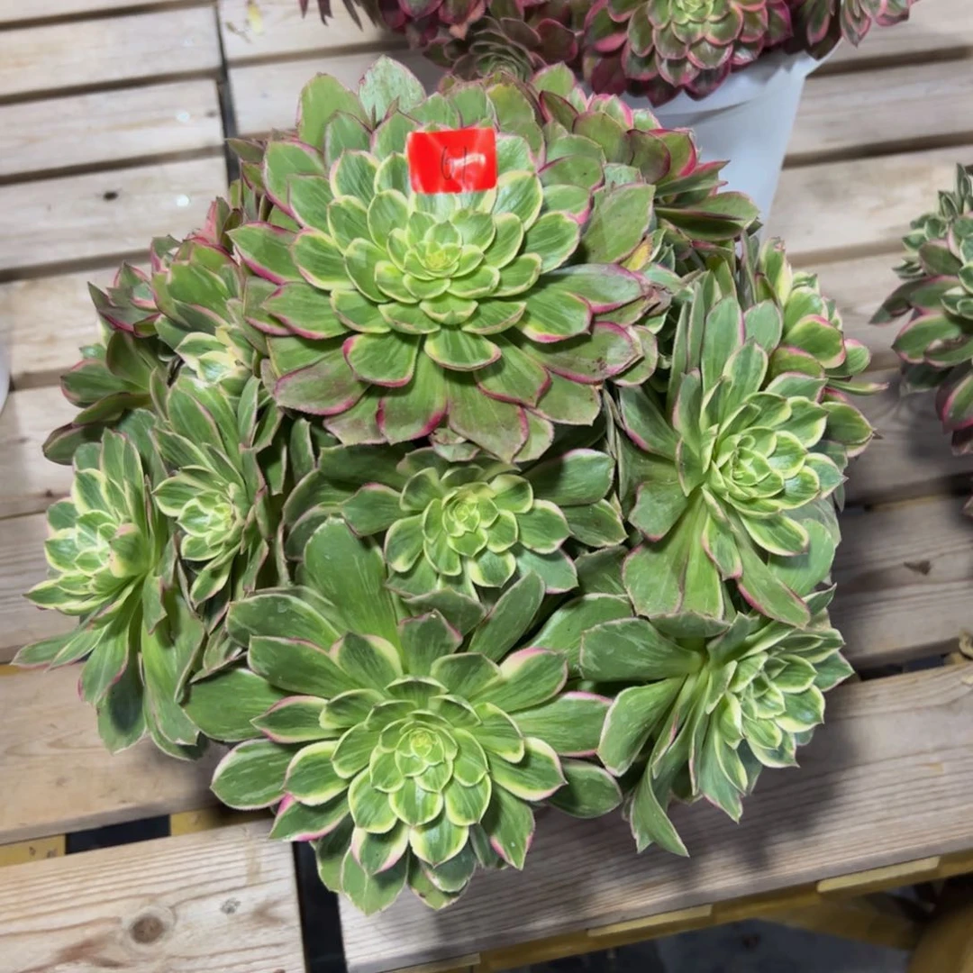 金****所61炖肉植物发货莲花