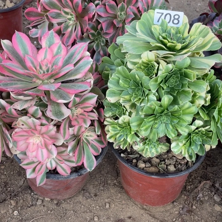 708组合无售后多肉植物