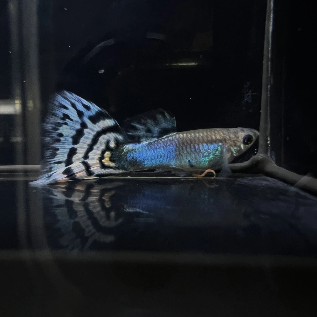 日本蓝马赛克孔雀鱼（头牌）