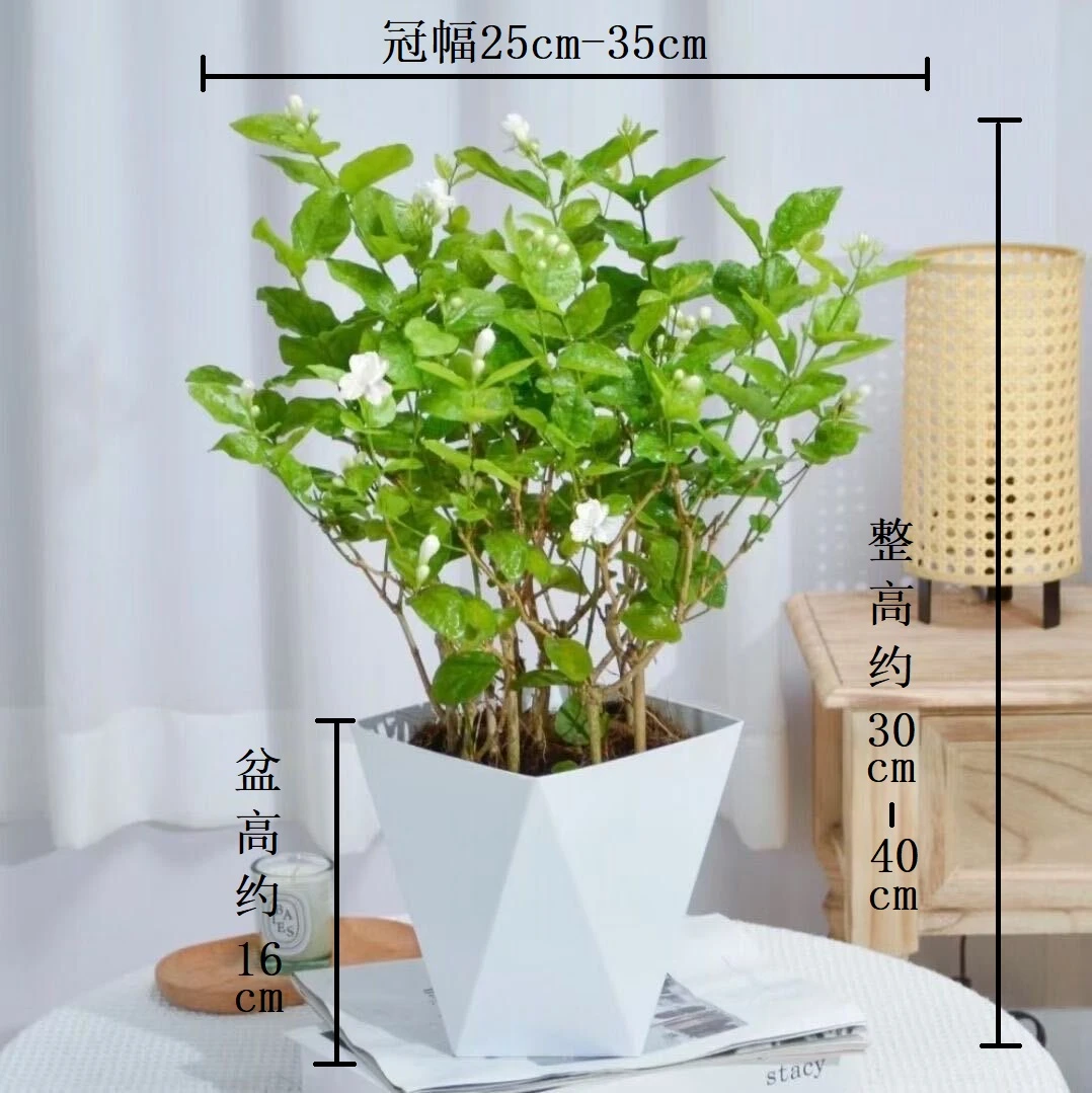 【温妮专属】茉莉花盆栽带花苞横县浓香型重瓣茉莉室内阳台绿植好养