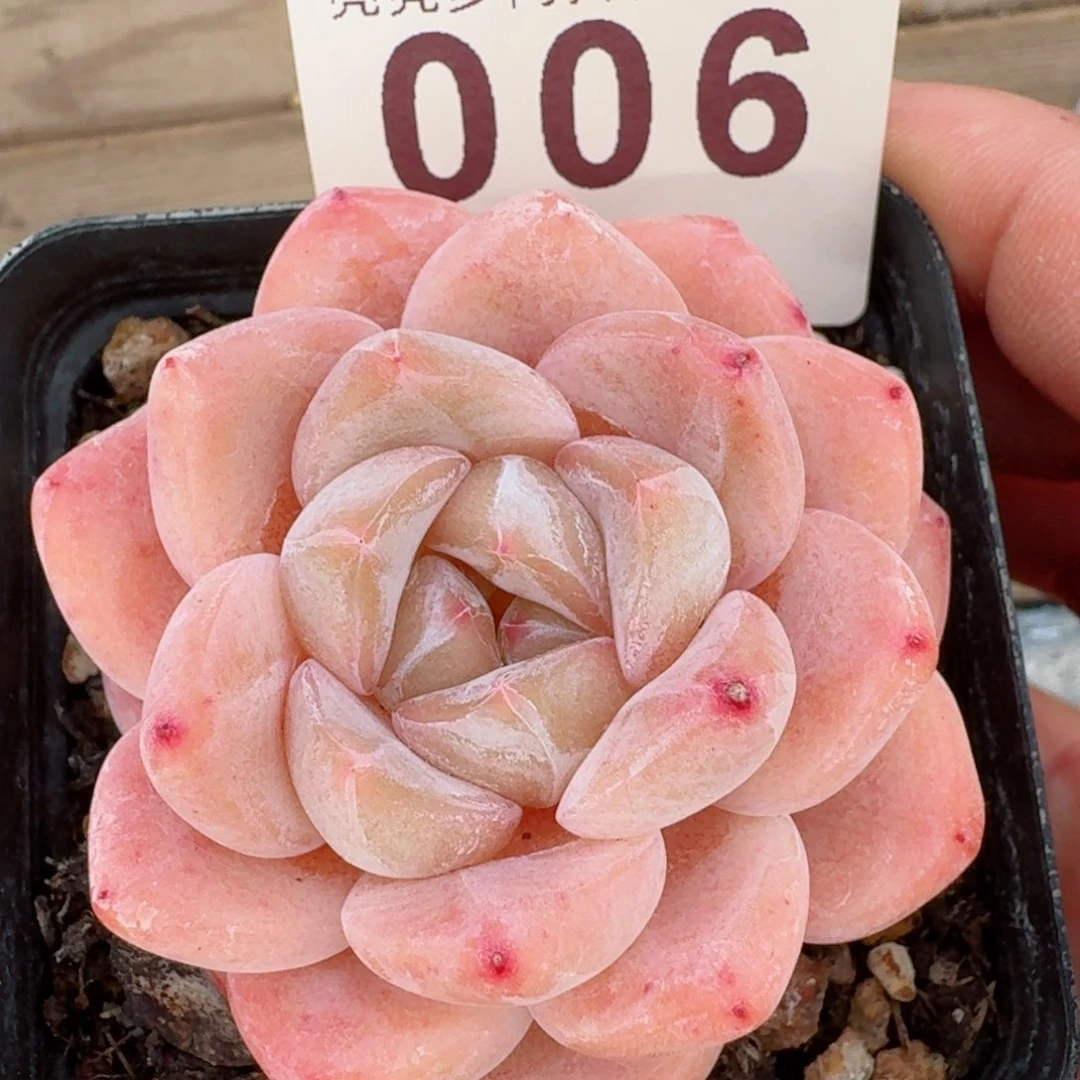 刚毅         精品多肉