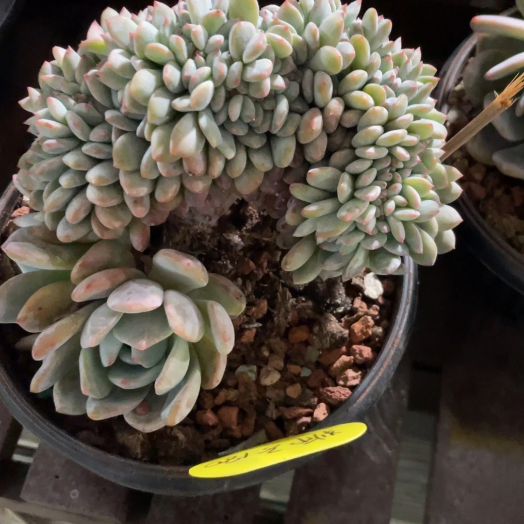 旻***子石榴子星影缀化狮子寄养出180