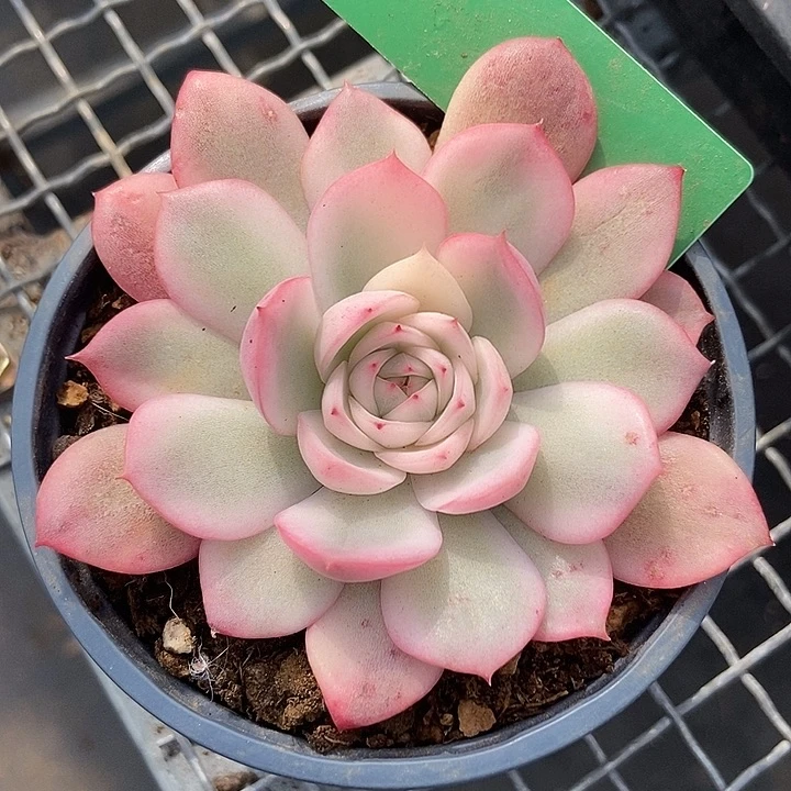 粉水晶锦多肉植物