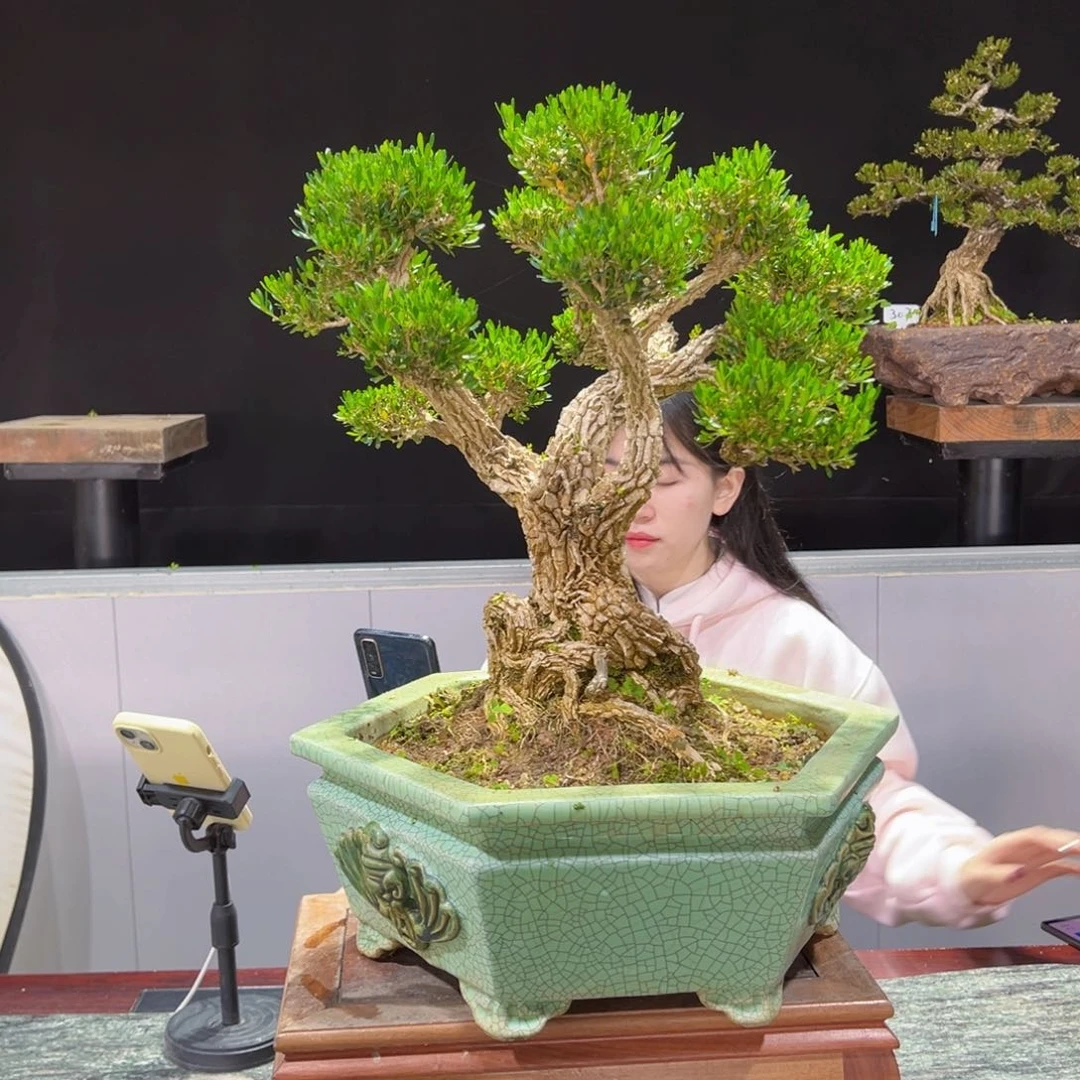 黄杨盆景黄杨盆景雀舌软枝