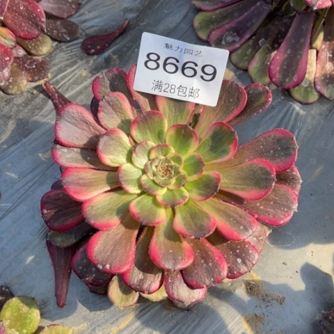 烟花多肉多肉8669