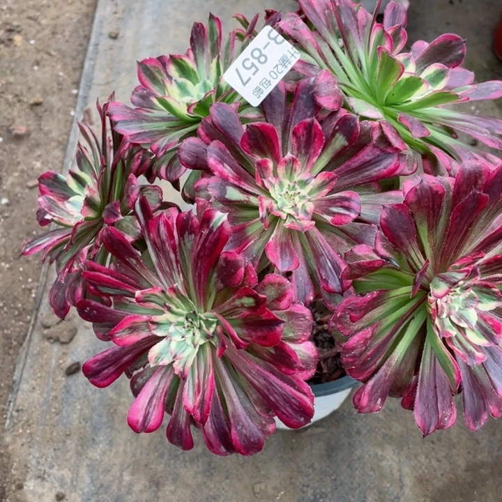 857铜花顺多肉123456789