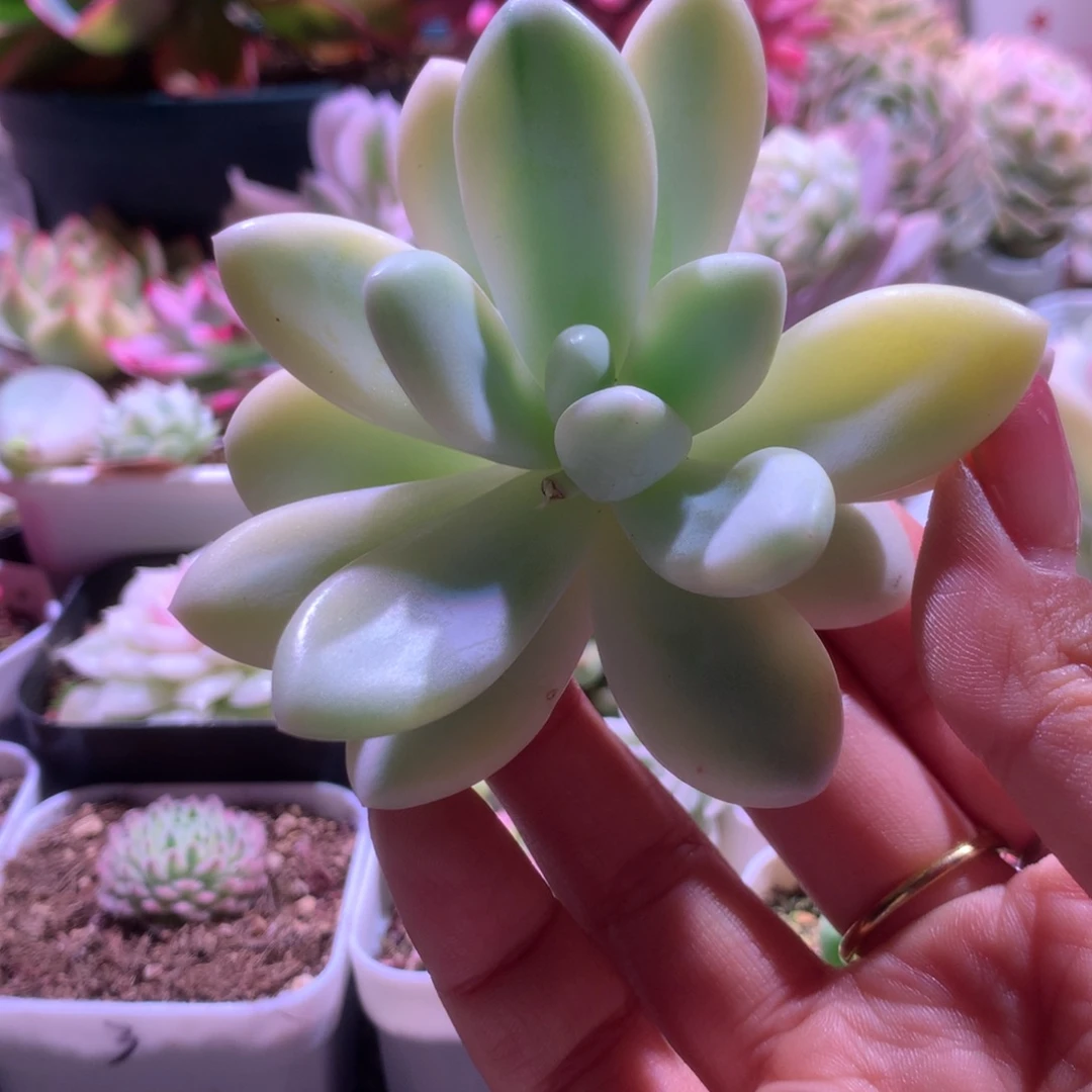 摆***星新香水覆轮锦加嫁接木