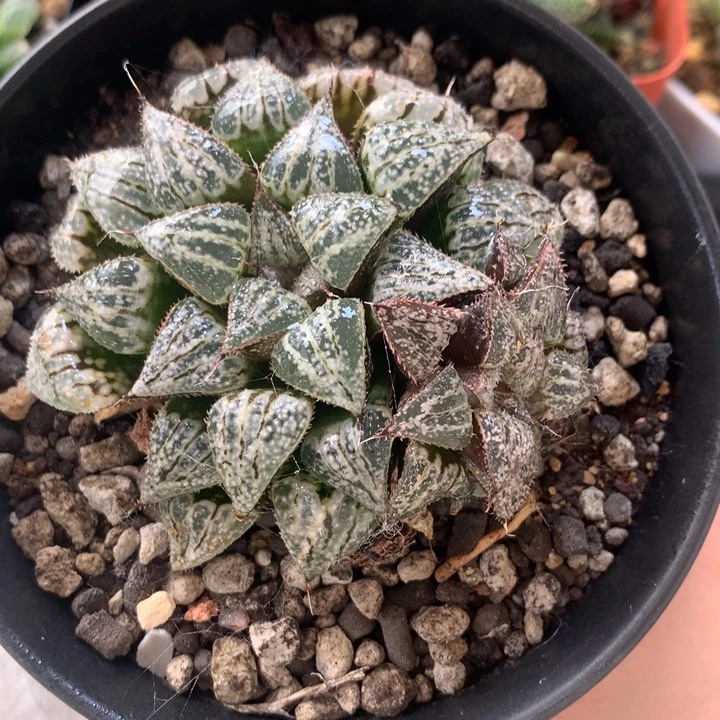 实生雪景色一物一拍