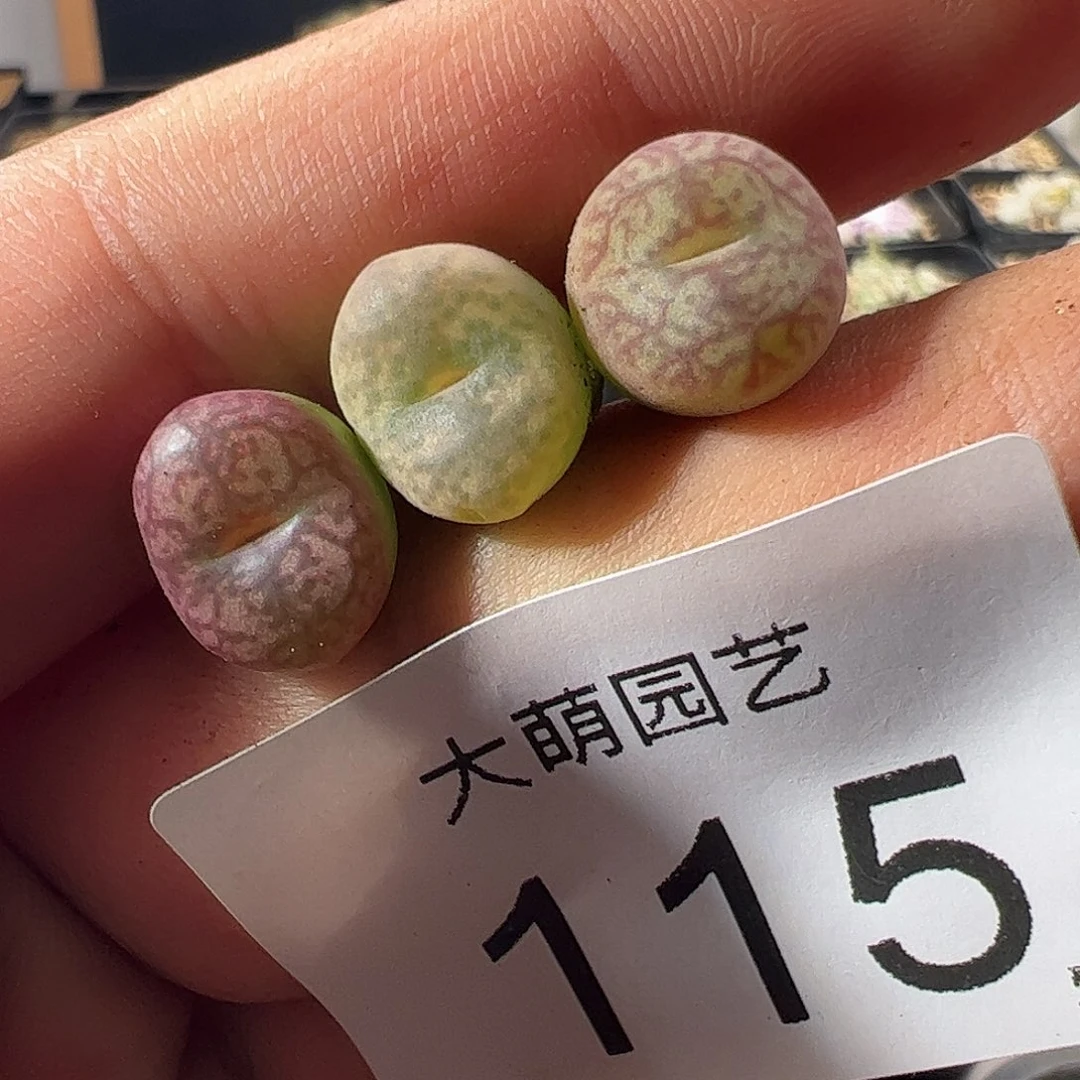 一物一拍。        115