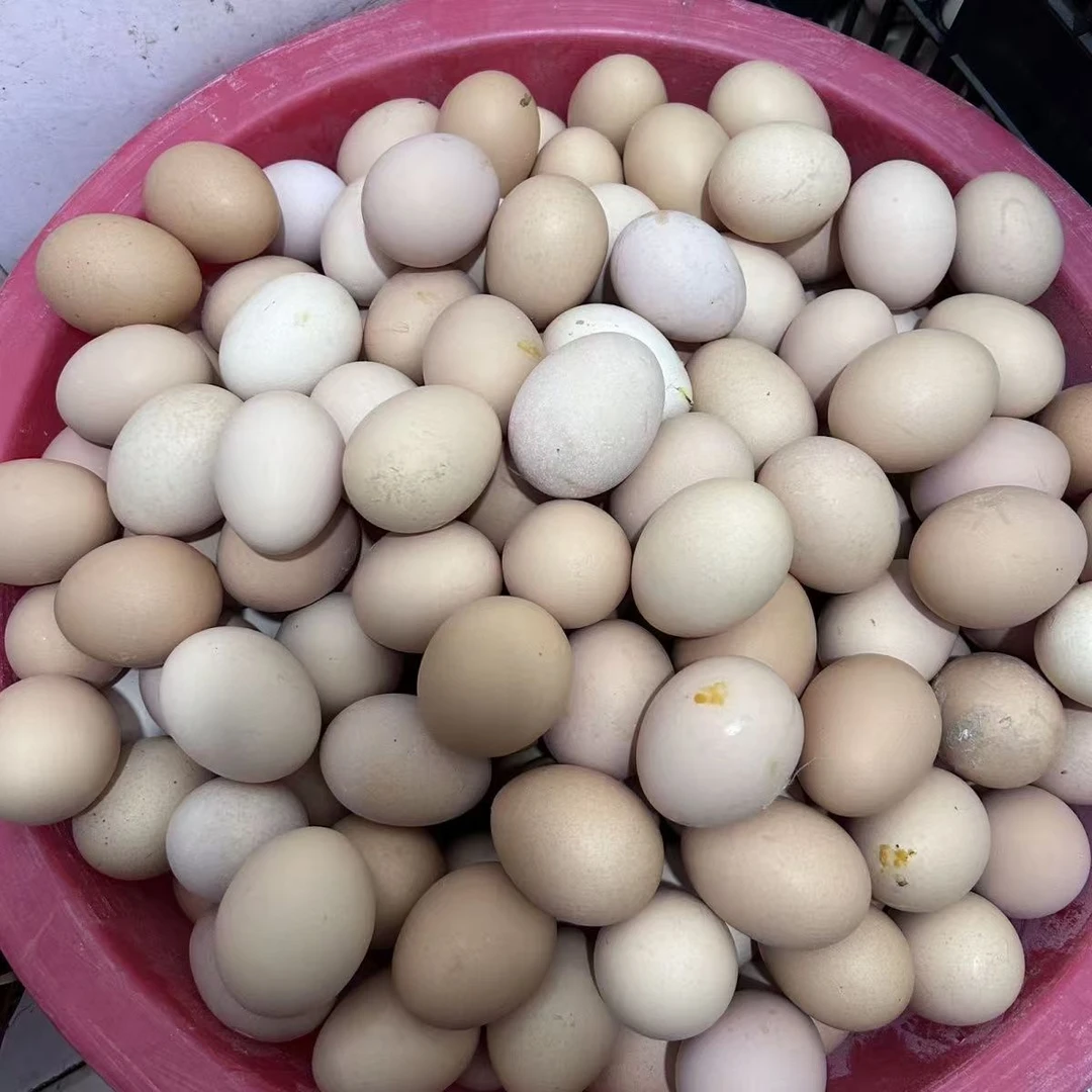 东北农村笨鸡蛋50个包邮