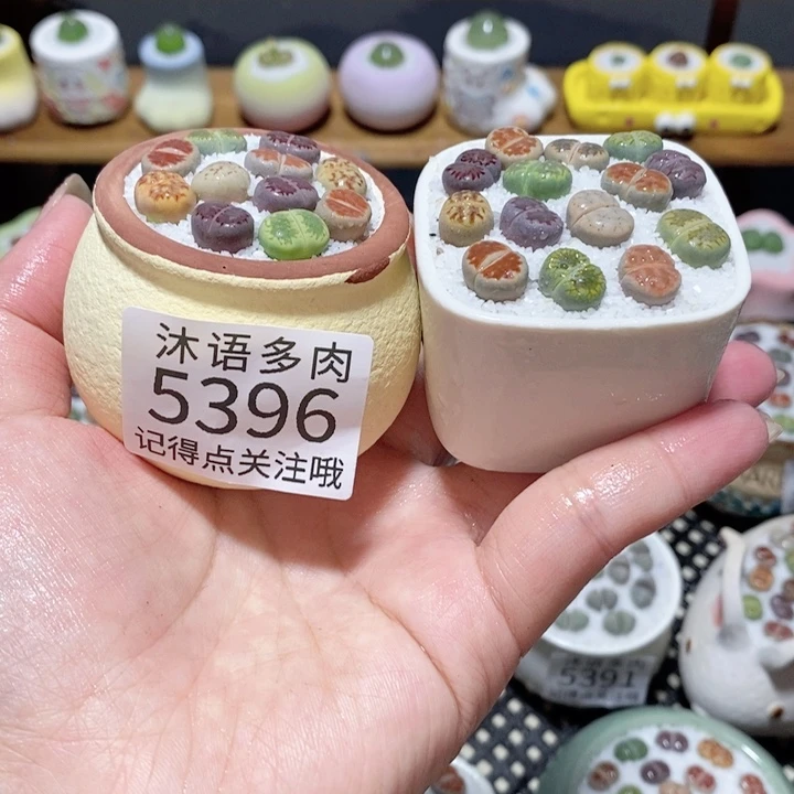 带盆土植物 一物一拍5396