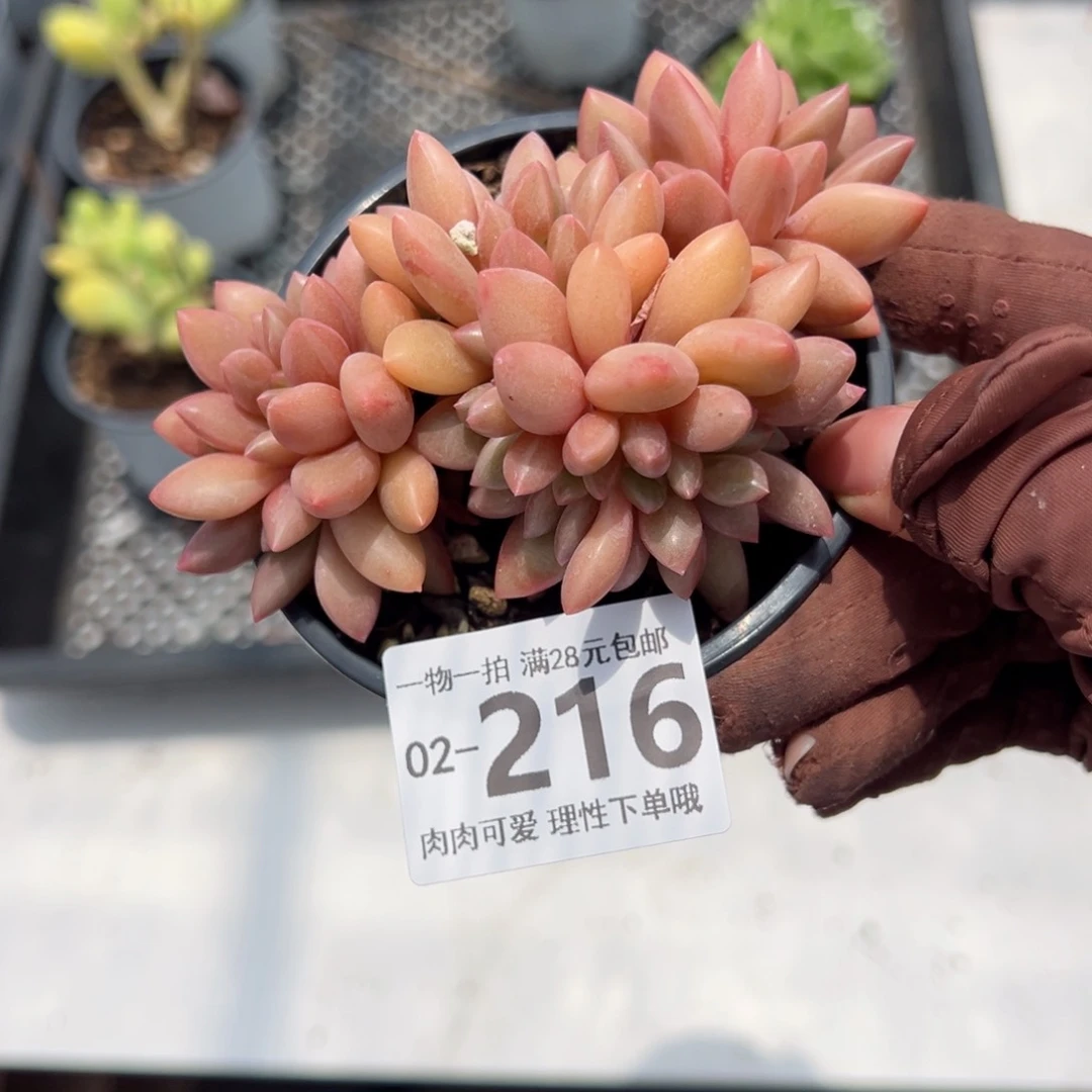 桃花源缀多肉多肉多肉多肉