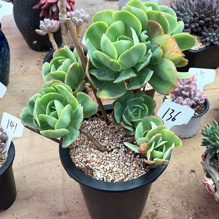 多肉植物，鸡蛋碧桃136号
