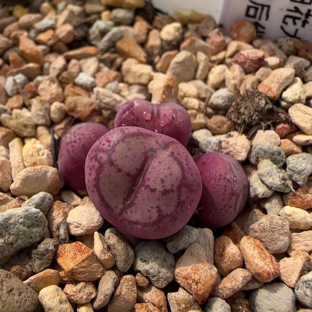 6-23-3-3当天满38包邮白花大紫猴实生后代脱土