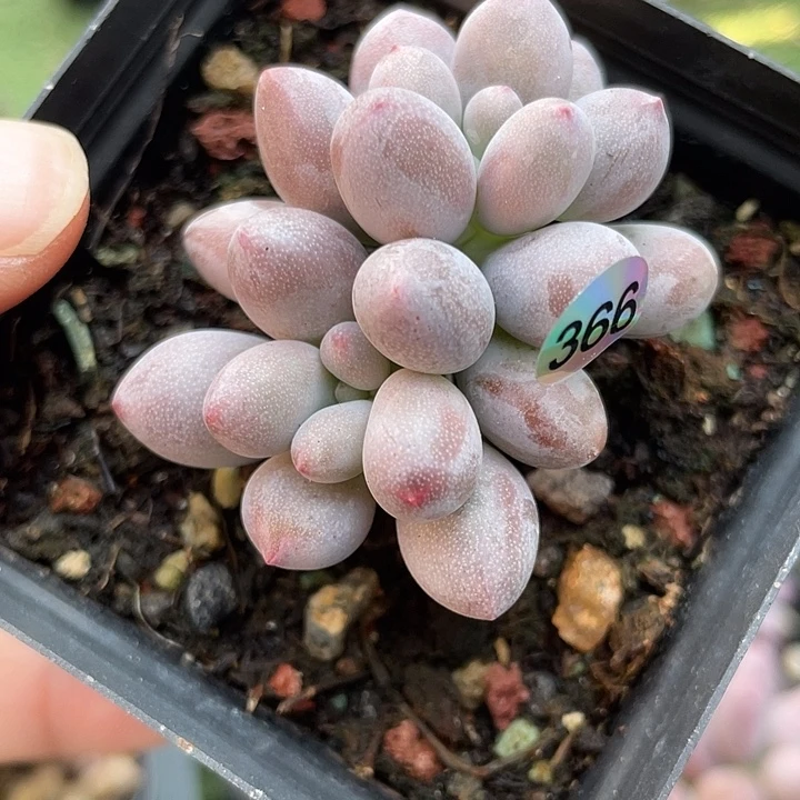 仙子奶酪多肉植物