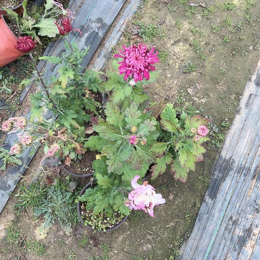 完全开放6颗母本不受后土球发