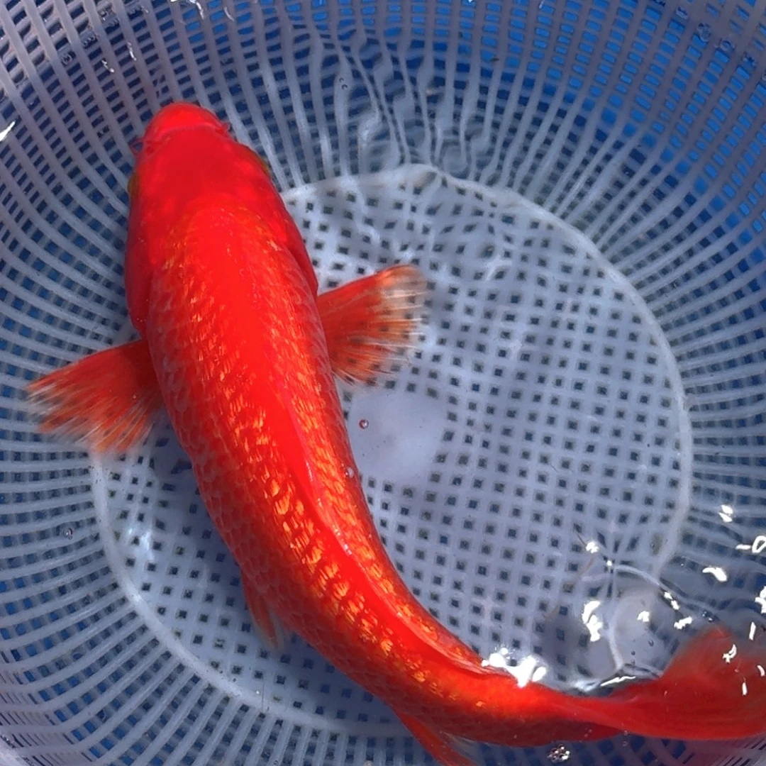 锦鲤精品甄选血统锦鲤