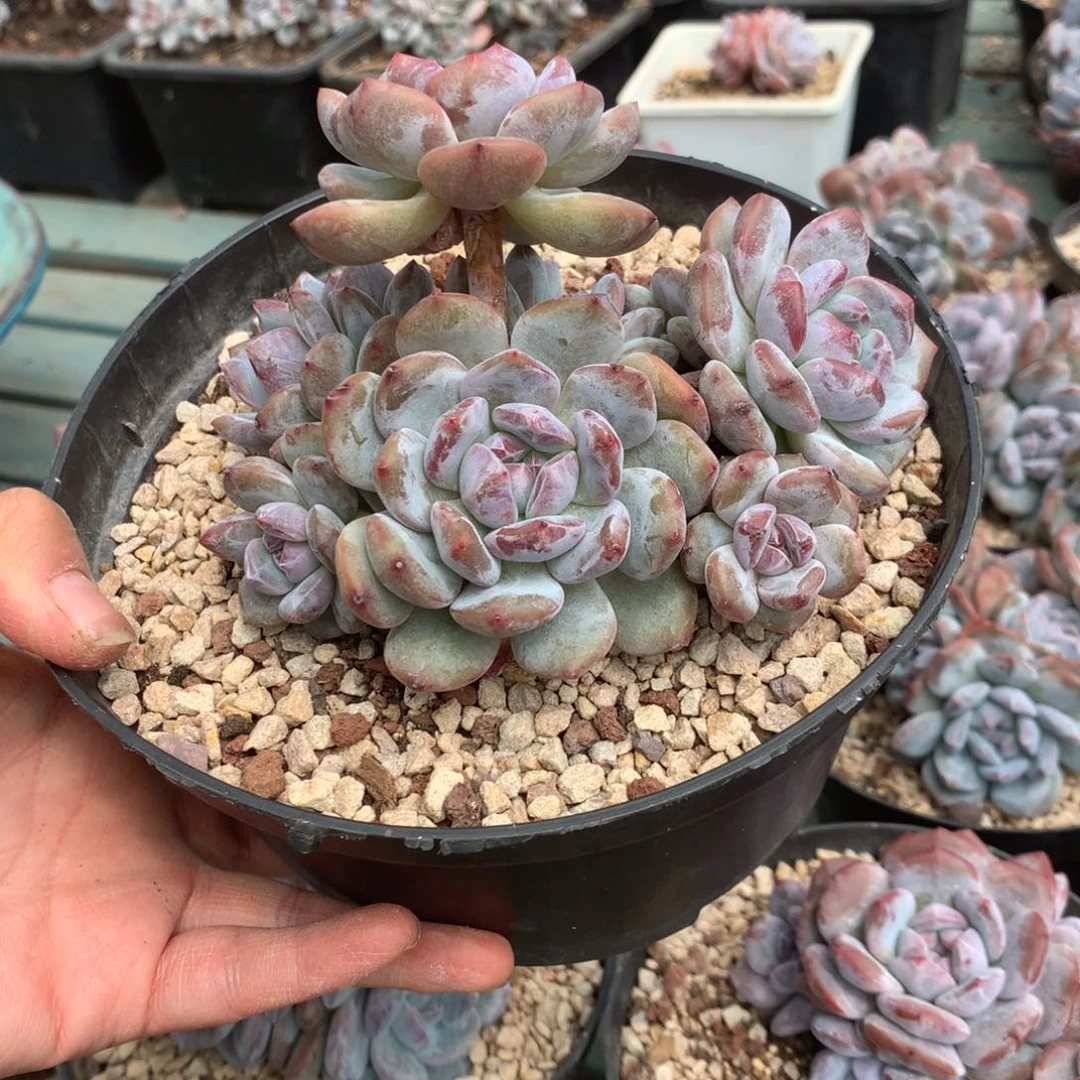 无花朵花花花花花花花花8