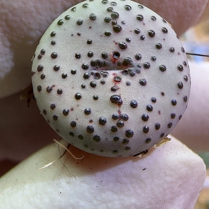 241火龙果安贞福利福利